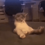 chat, chats, se lever, gifs cool, gifs drôles