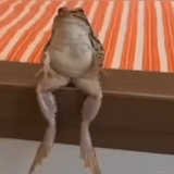 frog, frog hand, big frog, human frog, fat frog sit
