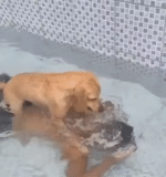 dog, the drown, vídeo, welpen, der hund
