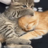 cats, cute cats, cute kittens, kits are engaged, kittens are hugged
