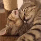 cat, cat, cat animal, funny animals, the cats are hugged