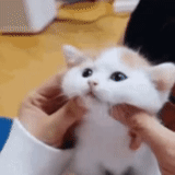 cat, funny cats, animals are funny, cute fingers are cute, cute cats are funny