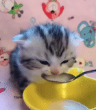 cat, gatto, gatto, animali divertenti, gattino beve latte con un cucchiaio