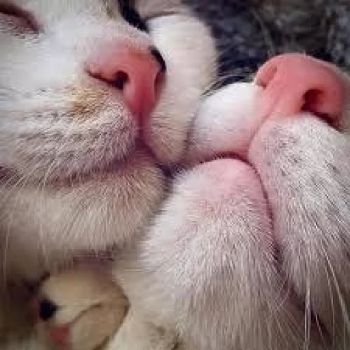 милые котики, кошачий носик, котики котики, коты нос к носу, кошачьи зубки милые