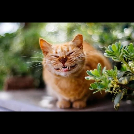 рыжий кот, кот улыбка, довольный кот, счастливый кот, улыбающаяся кошка