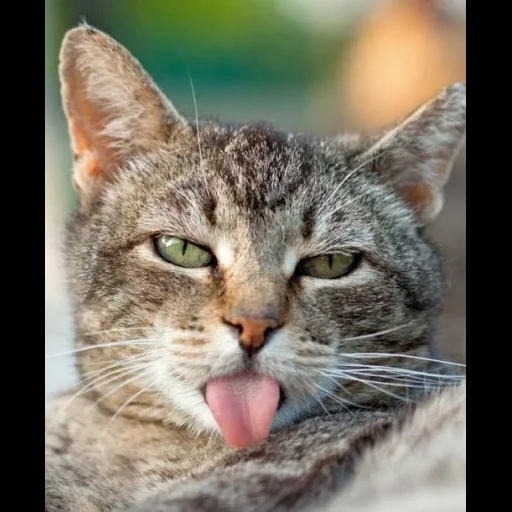 cat, кот, кот языком, морда кота, кошка язык трубочкой