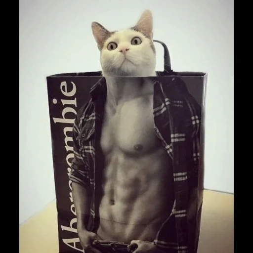 кот, кот кот, кот сумке, накаченный кот, мускулистый кот китикетом