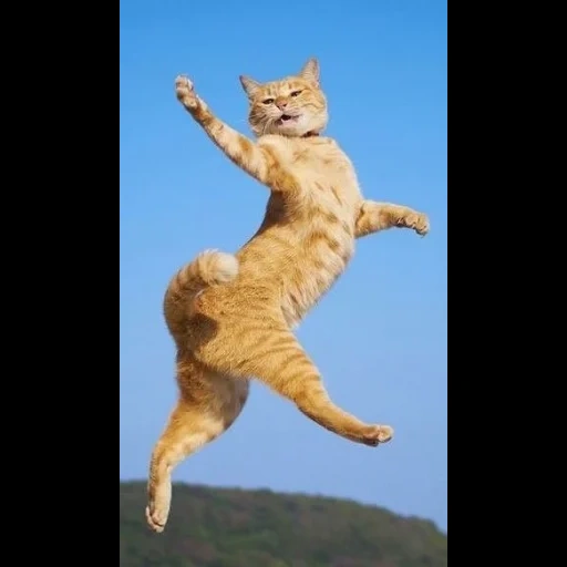 летящий кот, бегущий кот, кошка полете, танцующий кот, рыжий кот прыжке