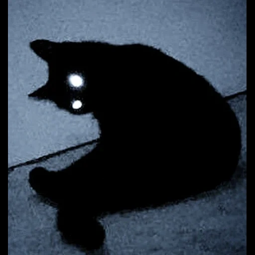кот, коты, кошка, черный кот, черный кот страхе