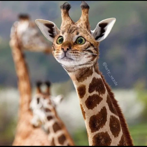 жираф, жираф большой, животные жираф, жираф животное, красивый жираф