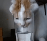 gato, gato, gato gato, o gato está bebendo água, gato animal engraçado