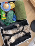 cat, suitcase cat, pack one's luggage, the cat in the suitcase, the cat climbed into the suitcase