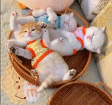 кот, кошка, котики, смешные коты, очаровательные котята