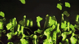 темнота, зеленый мох, зеленая листва, кладония fimbriata, кладония фимбриата
