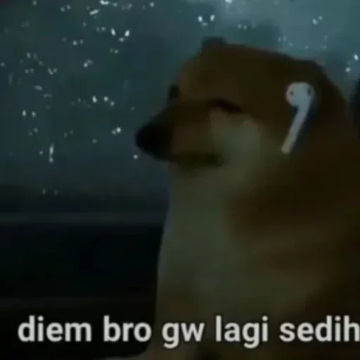 doge, prostituta, laika, renata, piada