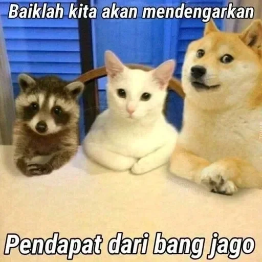 doge, meme anjing, meme anjing, anjing, anjing kuning lucu