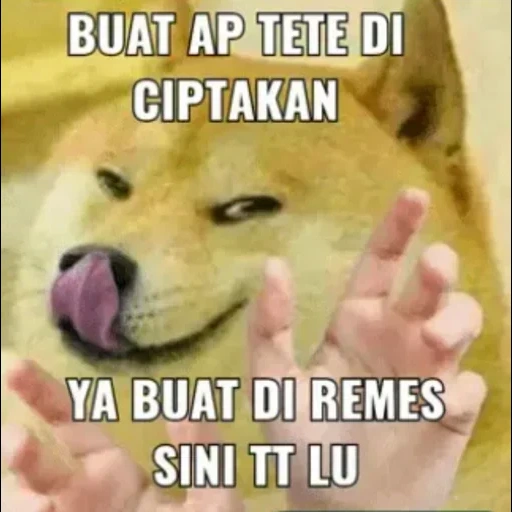 doge, meme anjing, anjing meme, meme chai dou, anjing kayu bakar