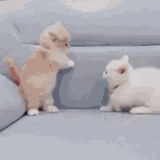 cat, march 2022, funny gifs, cute cats, march 26 2022