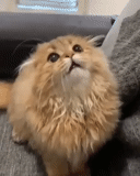 cat, cat, fluffy cat, persian cat, long haired cats