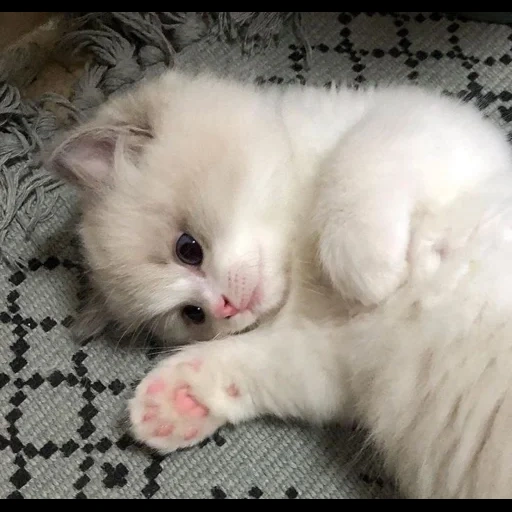 gatito lindo, gatito blanco, gatito peludo, gatito cariñoso, gatito encantador