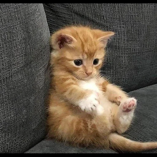 cão do mar, falcões fofos, gatinho vermelho, o gatinho é divertido, gatinho encantador