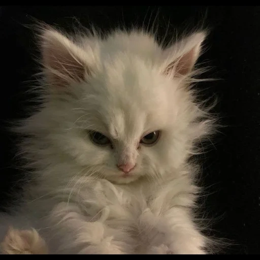 cat, white cat, fluffy cat, white kitten, white fluffy cat