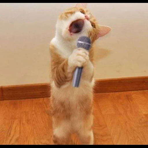 cat, singing cat, the cat is funny, animal cats, the animals are funny