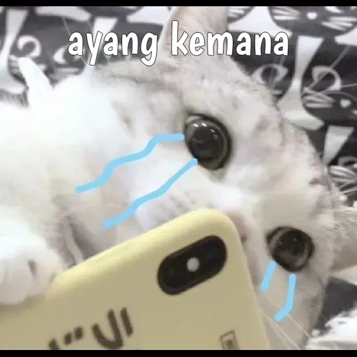 gato lindo, lindo sello, animal lindo, gato selfie con iphone 13, concha de teléfono móvil de silicona