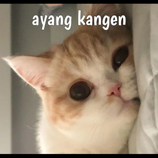 kucing, cat, kucing, anjing laut yang lucu, meme kucing lucu