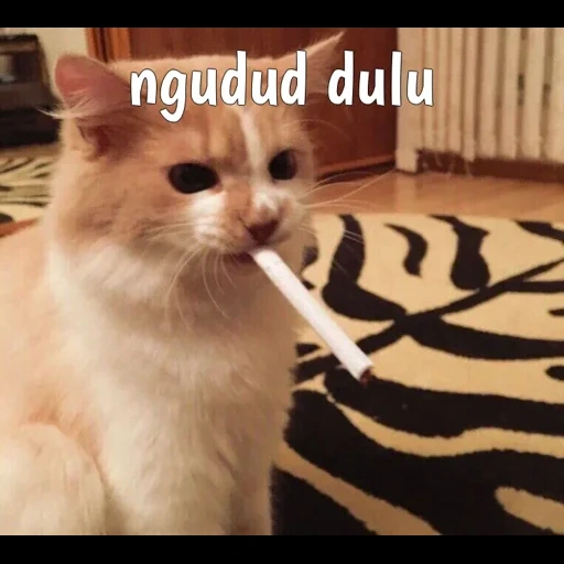 gato, gato de charuto, gato fumante, gato de cigarro, gato de cigarro