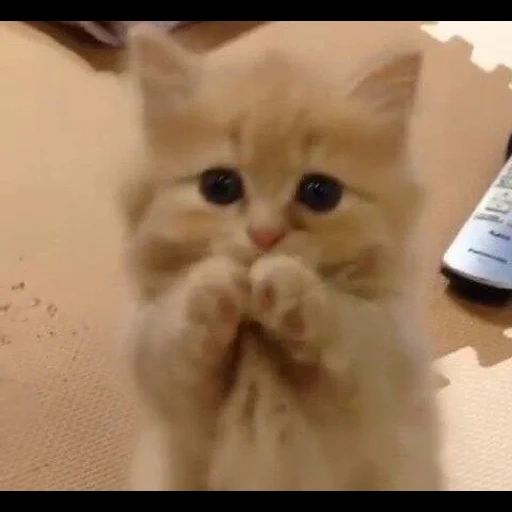 cat, cats, cute kittens, cute cats, cute kitten asks for forgiveness
