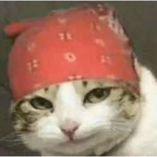 cat cat, bandane the cat, cat headscarf, cat bandane ricardo, strawberry hat cat