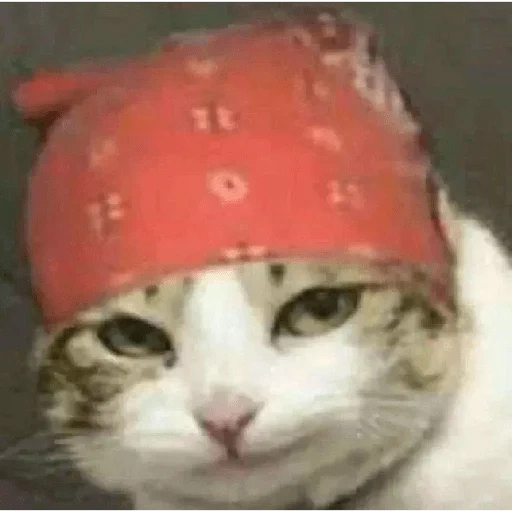 gatto gatto, il gatto è la bandana, gatto bandana, il gatto è la banda di ricardo, un cappello da fragola