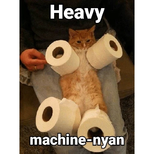 kucing, kucing lucu, kertas toilet, kucing kertas toilet, foto binatang lucu