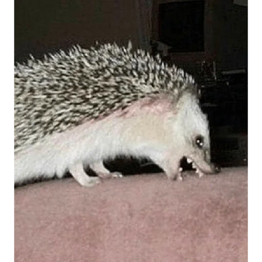 hérisson, hérisson hérisson, hérisson maléfique, hedgehog est drôle, le hérisson est cool