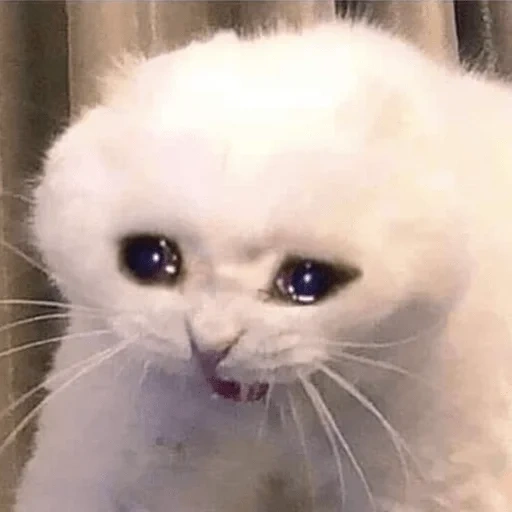 плачущие коты, плачущая кошка, плачущий котик, плачущий мем кот, грустный котик мем