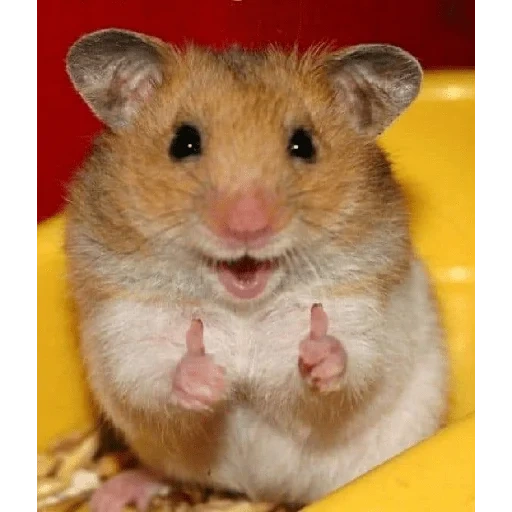 funny hamster, a cheerful hamster, the hamster is cute, syrian hamster, the hamster is funny
