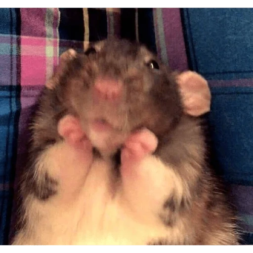 hamster, motivo de hamster, rato doméstico, hamster ridículo, hamster sírio