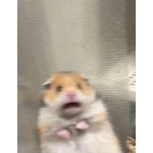 hamster, hamster meme, hamster with a cross, hammers with a hamster 2020, frightened hamster meme