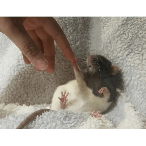 rats, homemade rats, rat animal, the animals are cute, the rat is decorative