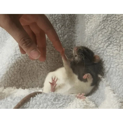 les rats, rats faits maison, animal de rat, les animaux sont mignons, le rat est décoratif