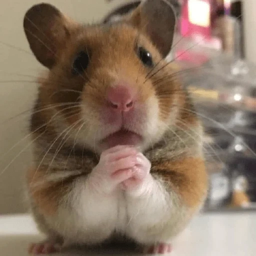 le hamster est drôle, le hamster est mignon, hamster syrien, le hamster est drôle, hamster syrien homa