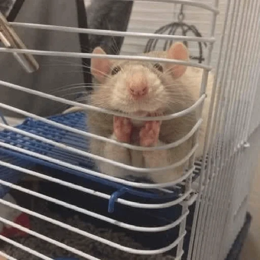 rat to the cage, home rat, homemade rats, rat animal, the cage of the home rat