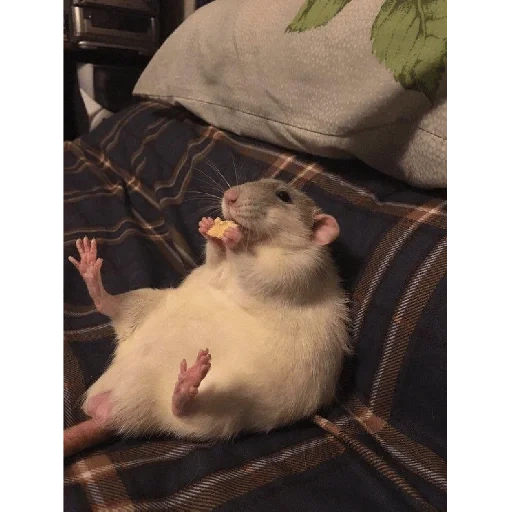 pequeño ratón volador, ratón gordo, ratón gordo, rata doméstica, hamster cansado