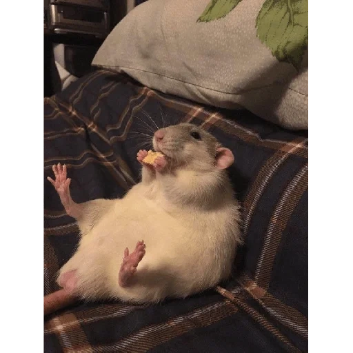 rato voador, rato gordo, rato gordo, rato doméstico, hamster cansado