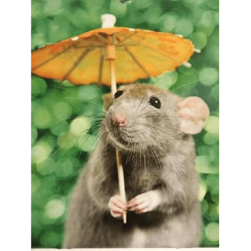 ratto di topo, ratti dambo, il topo è dolce, animale di ratto, lifestyle di topi