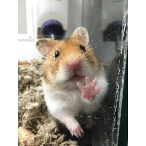 le hamster est mignon, hamster syrien, le hamster est drôle, hamster syrien homa, hamster nain syrien