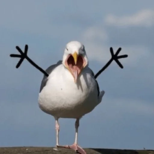 gabbiani di mare, uccello di gabbiano, gabbiano bianco, gabbiani divertenti, gabbiani divertenti