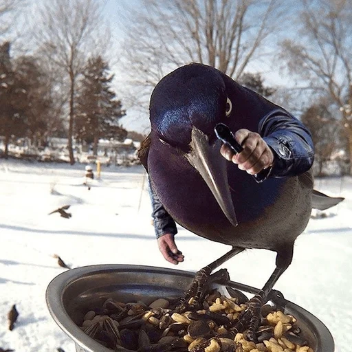 un pájaro bien fallado, cuervo de pájaros, pájaros hambrientos, alimentador de cuervo, el alimentador fuera de la ventana