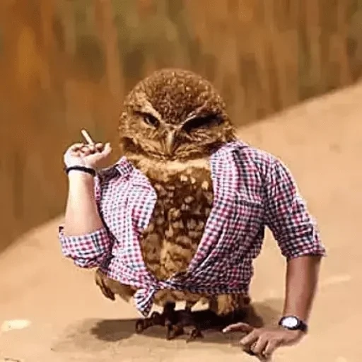 owl owl, here comes the owl, evil stag, funny owl, birds and animals